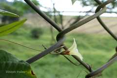 Merremia tridentata subsp. tridentata